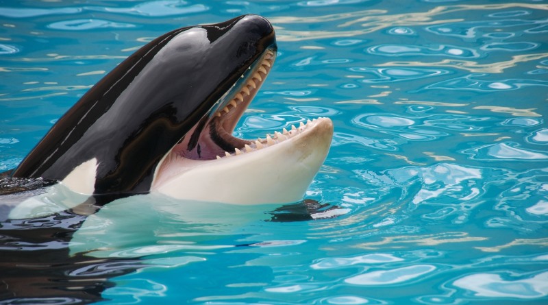As orcas os animais em extinção Orca-s10