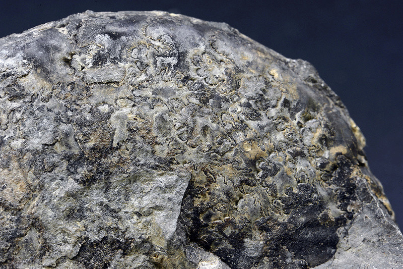 Ammonites sin identificar 2 Dsc_9813