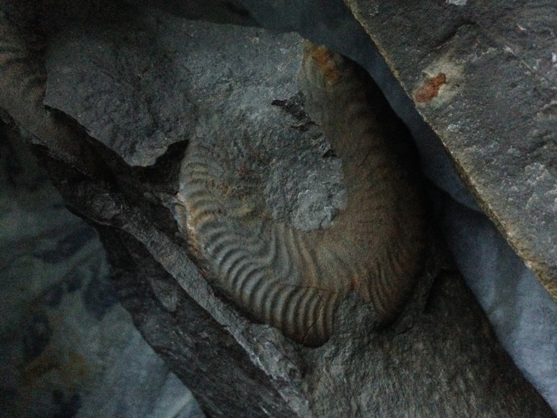 Ammonites sin identificar Img_7111
