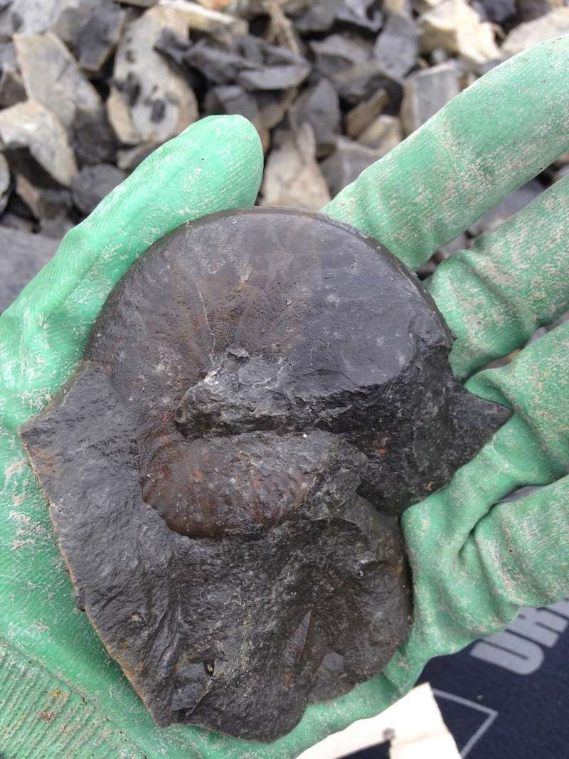 Ammonites sin identificar Img_7114