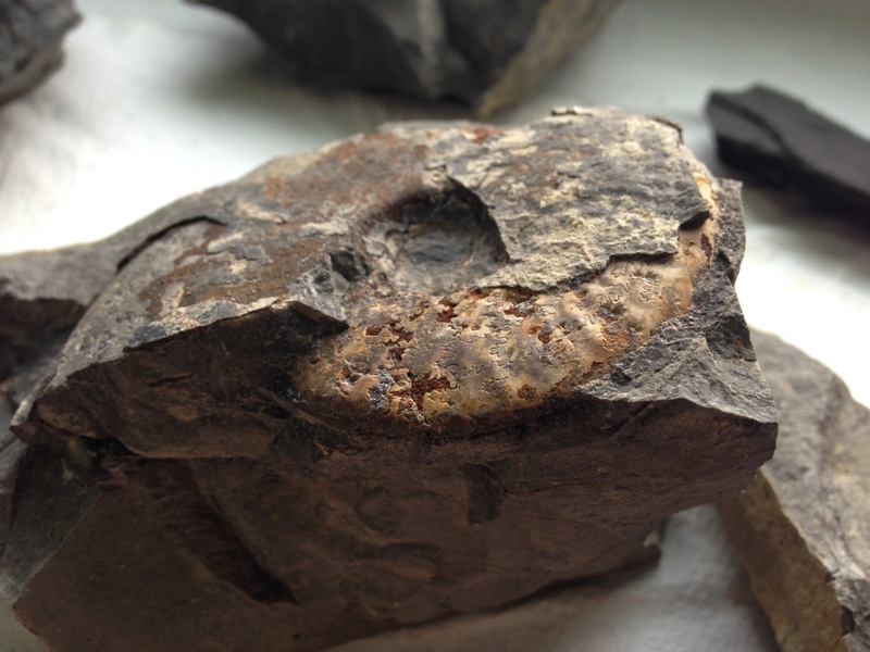 Ammonites sin identificar Img_7511