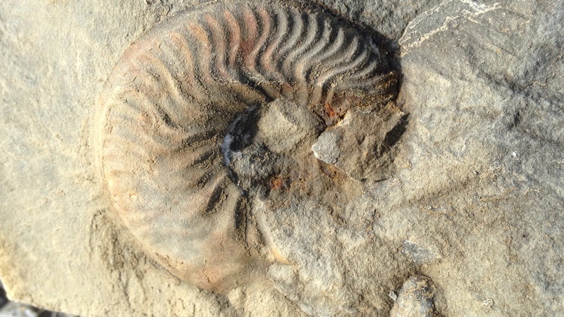 Ammonites sin identificar Img_8013