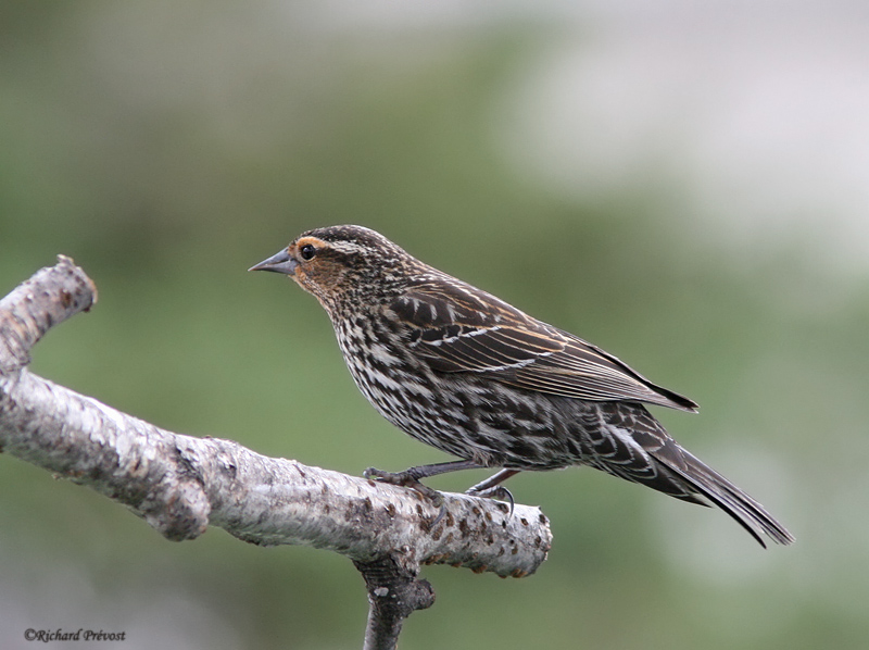 Les oiseaux noirs Caroug11