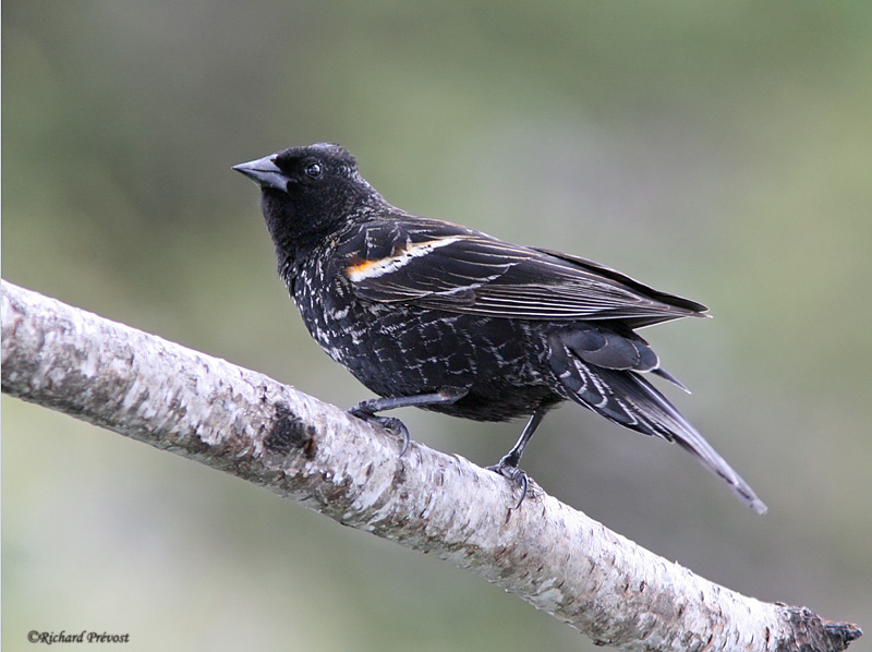 Les oiseaux noirs Jeune_10