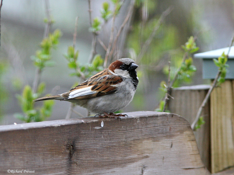 Moineau partiellement leucique Moinea10