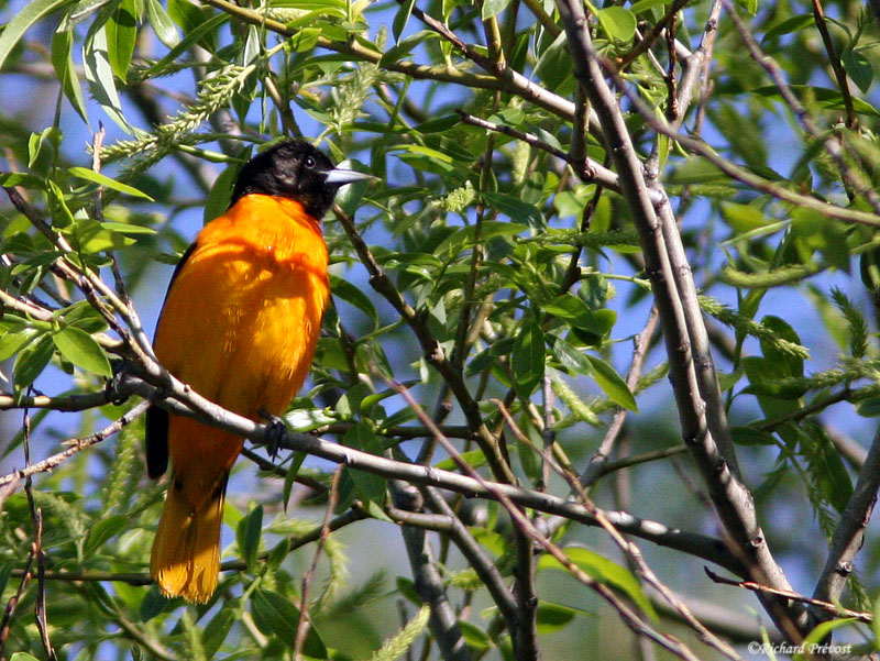 Oriole de Baltimore Oriole10