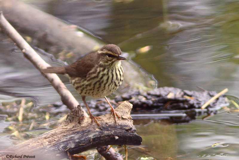 Paruline des ruisseaux ou Hochequeue? Paruli14