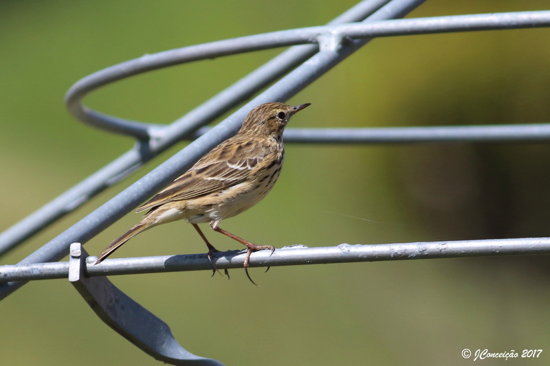 Ajuda na identificação desta Petinha! 0u4a4511