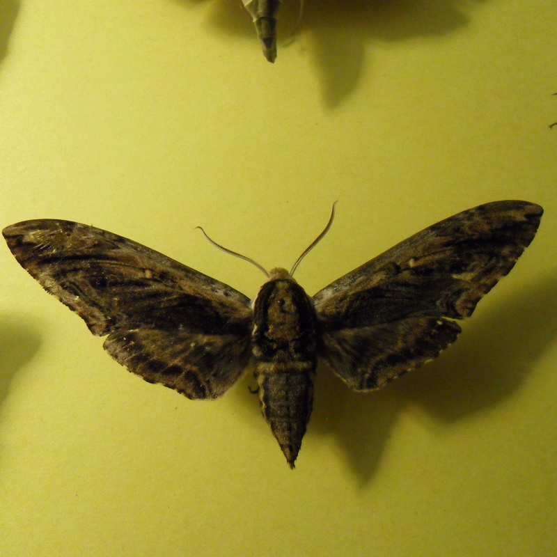 Sphingidae - The Sphinx Moths C_amyn10