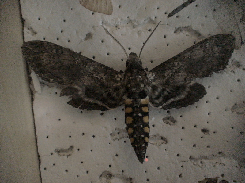 Sphingidae - The Sphinx Moths M_sext10