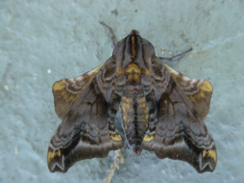 Sphingidae - The Sphinx Moths P_myop10