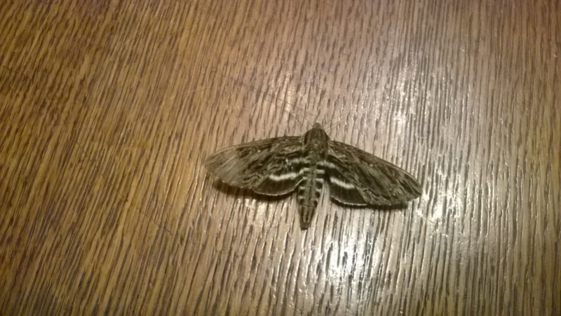 Sphingidae - The Sphinx Moths Wp_20114