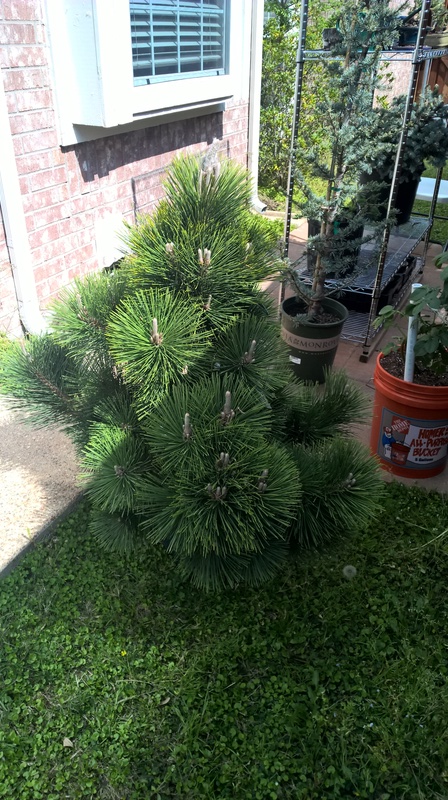 Pinus thunbergii 'Thunderhead' progression Wp_20124