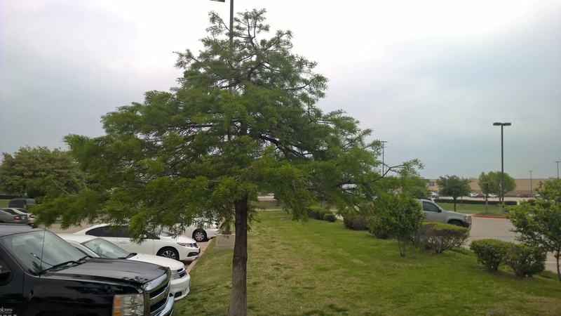 Is this Bald Cypress (Taxodium distichum) Wp_20134