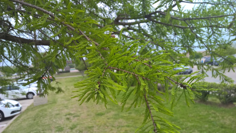 Is this Bald Cypress (Taxodium distichum) Wp_20135