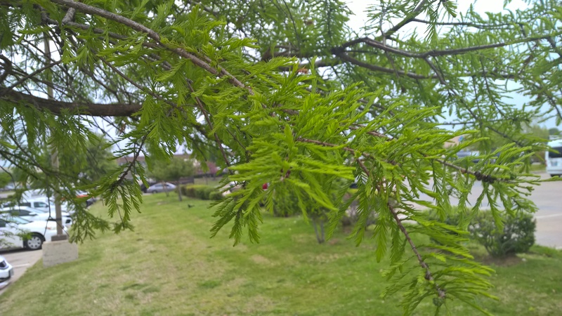 Is this Bald Cypress (Taxodium distichum) Wp_20136