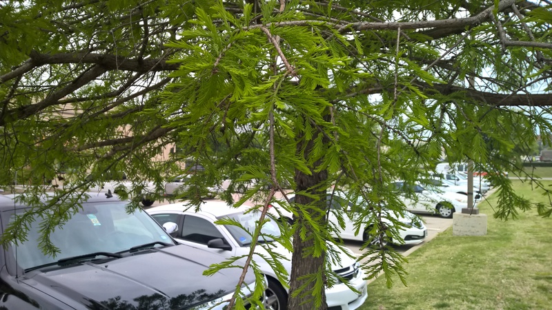 Is this Bald Cypress (Taxodium distichum) Wp_20137