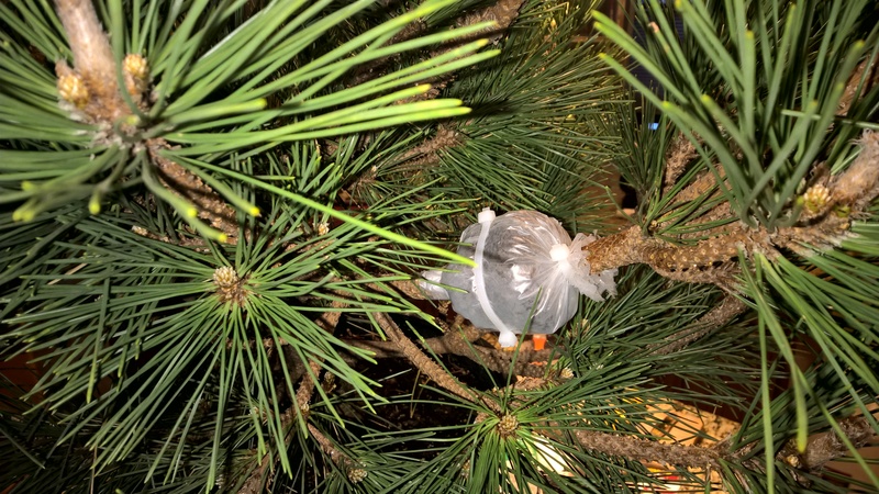 Pinus thunbergii 'Thunderhead' progression Wp_20146