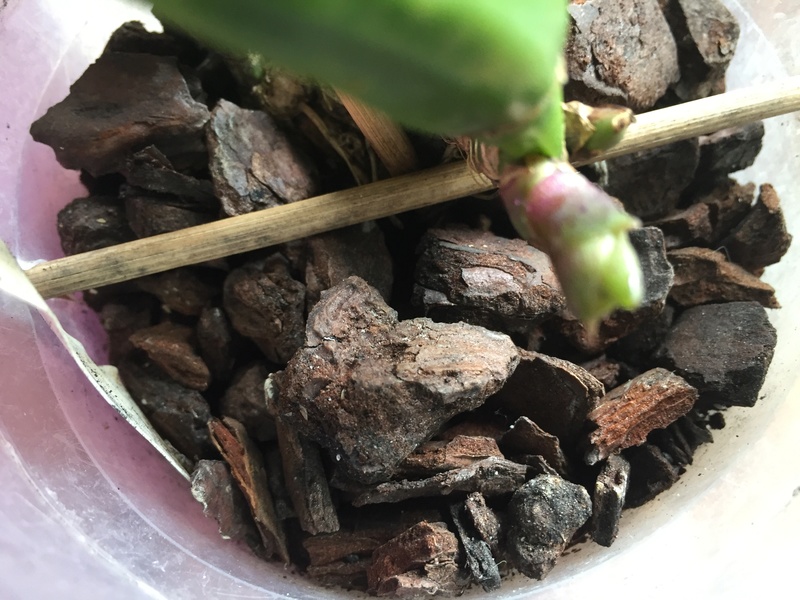 Cattleya trianae coerulea Img_4052
