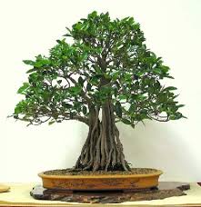mi primer bonsai Descar10