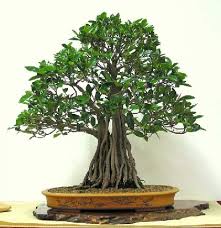 mi primer bonsai Descar10