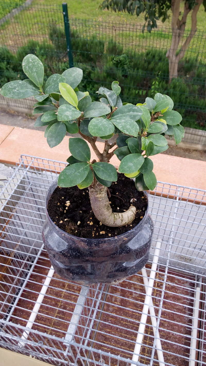 mi primer bonsai Img_2020