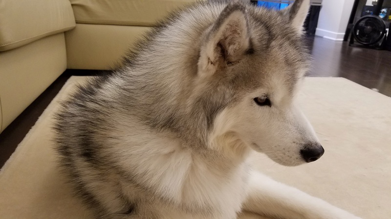 Is there a name for the type of fur that my husky has? Oscar_12