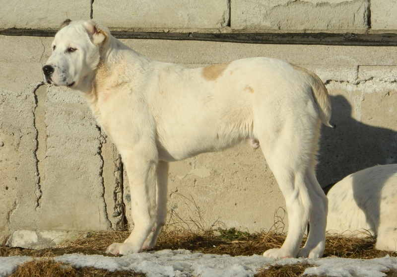 Клуб Памир продаются щенки туркменского алабая (срочно) Uaeeza16