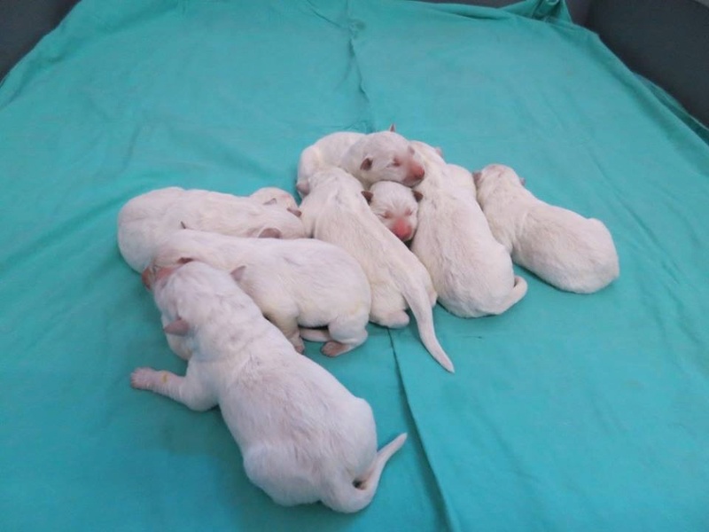 berger - Nanouk Berger Blanc Suisse née le 27/03/2017 Image20