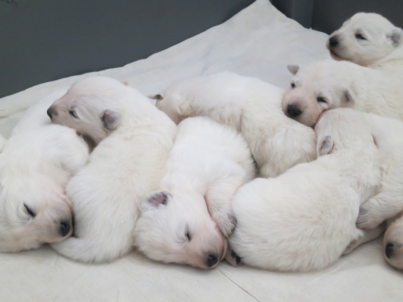 berger - Nanouk Berger Blanc Suisse née le 27/03/2017 Image33