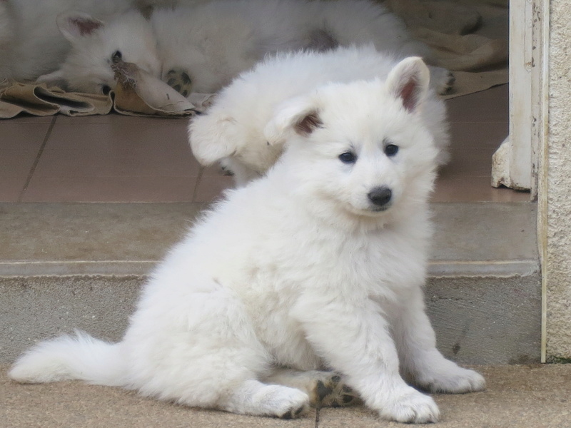 Nanouk Berger Blanc Suisse née le 27/03/2017 - Page 2 Image75