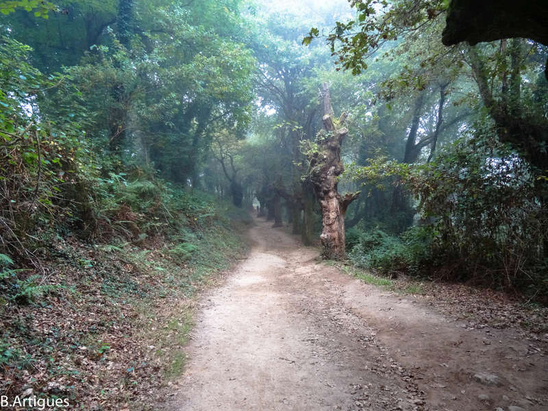 León - Santiago Octubre 2016 Camino66