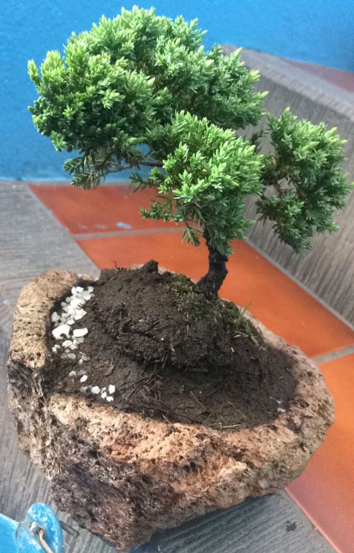 Qué tipo de árbol es mi bonsai? Img_5410