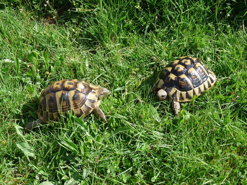 Mes tortues P1130515
