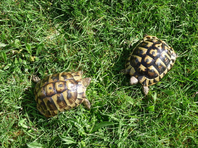 Mes tortues P1130516