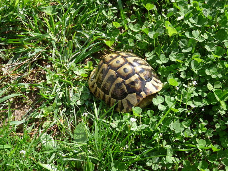 Mes tortues P1130517