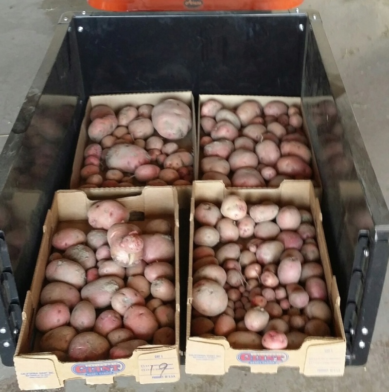 Potato growing 2016po10