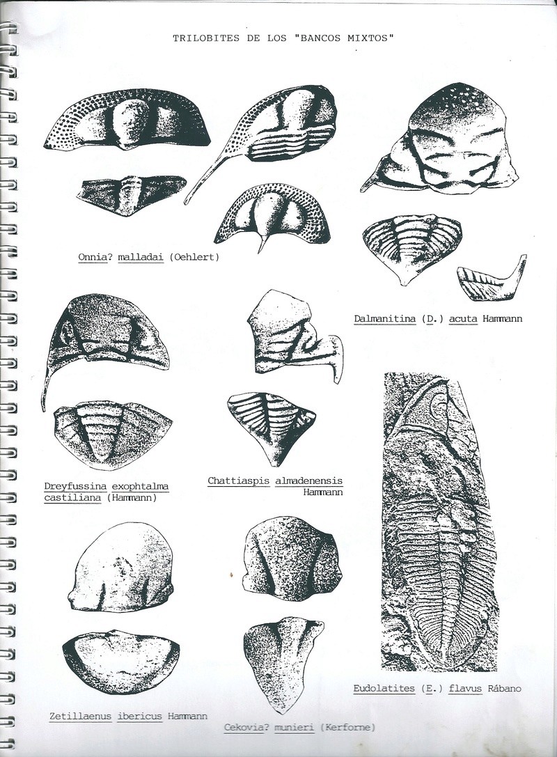 Trilobites para identificar Escane10