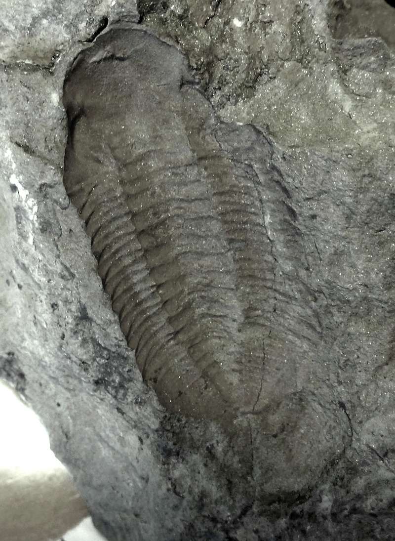 Trilobites para identificar P1010714