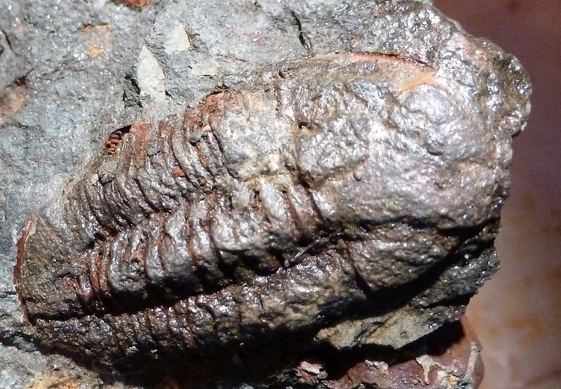 Trilobites para identificar P1010911