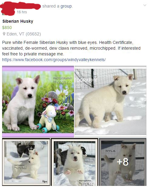 May have finally found my pup! But... thoughts on this breeder? Edited10