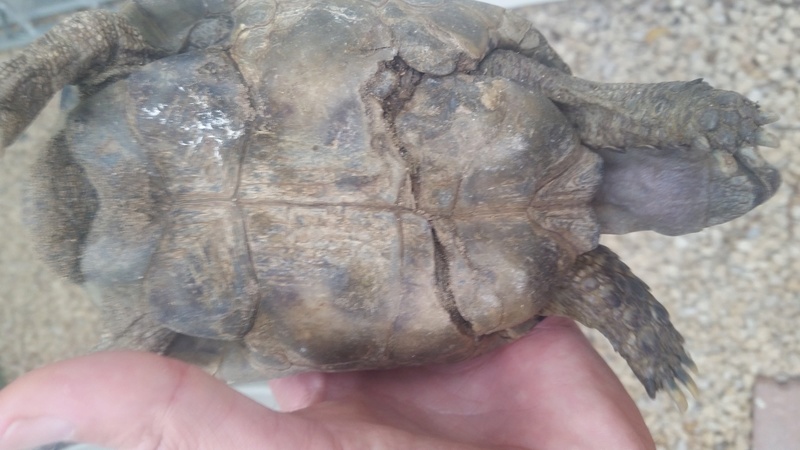 Identification d'une tortue avec plastron en mauvais etat 2new_t10