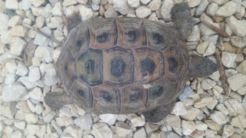Identification d'une tortue avec plastron en mauvais etat New_to10