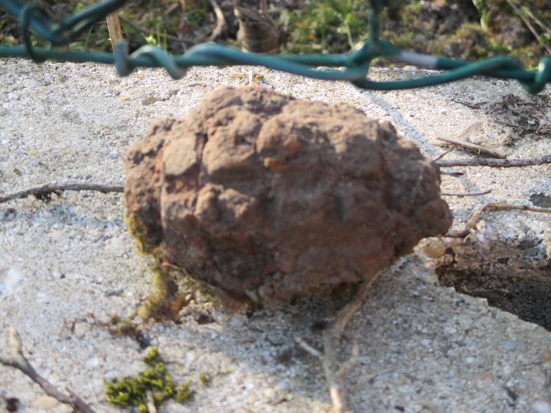 grenade trouvée dans le jardin Img_2612