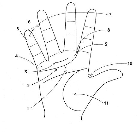 Таланты и профессии по ладоням рук 3_cr11