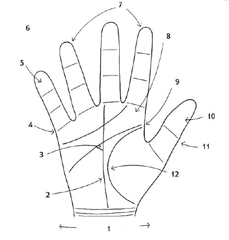 Таланты и профессии по ладоням рук 4_cr11