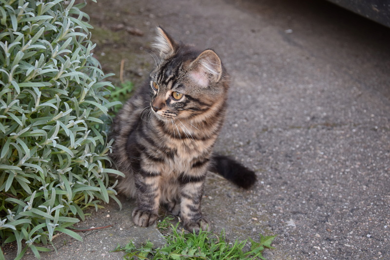 2 chatons abandonnés Dsc_0611