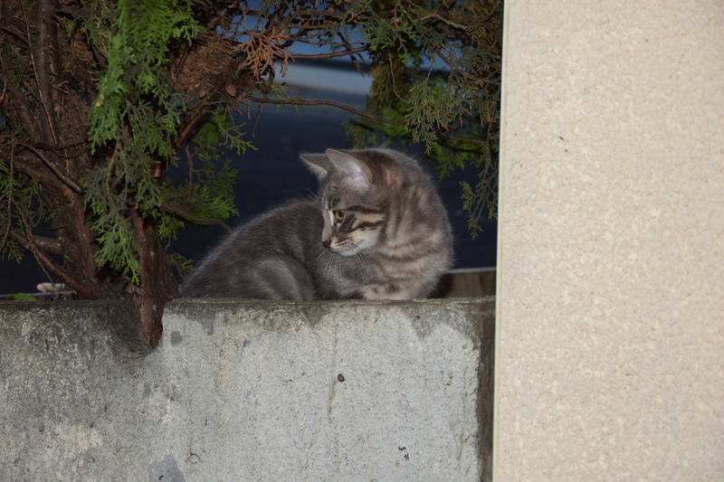 2 chatons abandonnés Dsc_0612