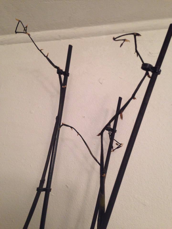 Was hat meine Orchidee und was sollte ich tun? 17577810
