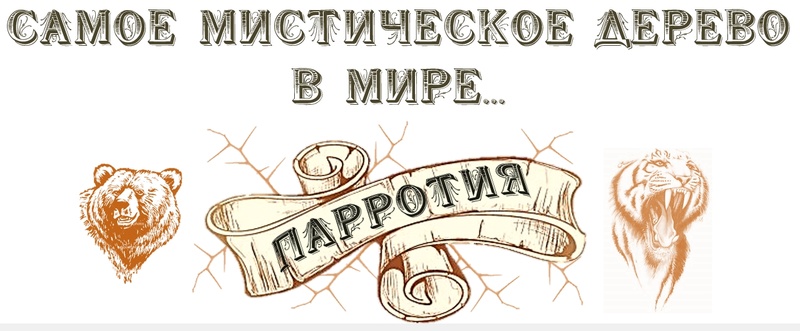 - ОБНИМИ ДЕРЕВО, ПРИЛАСКАЙ ТРАВИНКУ, ПОГОВОРИ С ВОСХОДЯЩИМ СОЛНЦЕМ, ПОЛЮБУЙСЯ НА ЖИВОТНЫХ И СТАНЕТ ТЕБЕ  ЛЕГКО НА ДУШЕ! _5_yae10